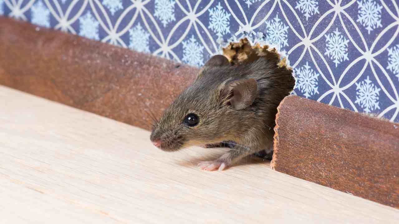 topi dove si nascondono