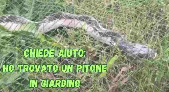 Incontro ravvicinato con un gigantesco pitone: è accaduto in Italia – VIDEO