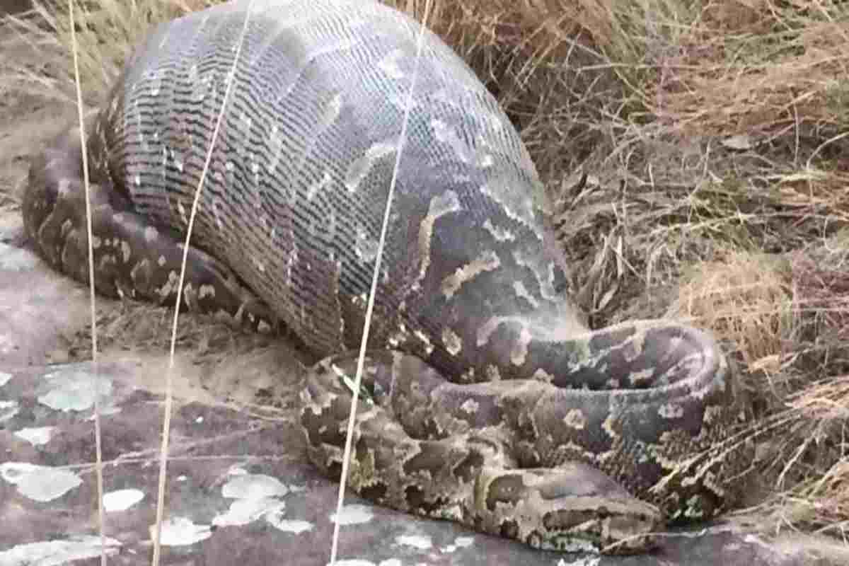 Un'anaconda ha mai mangiato un uomo?