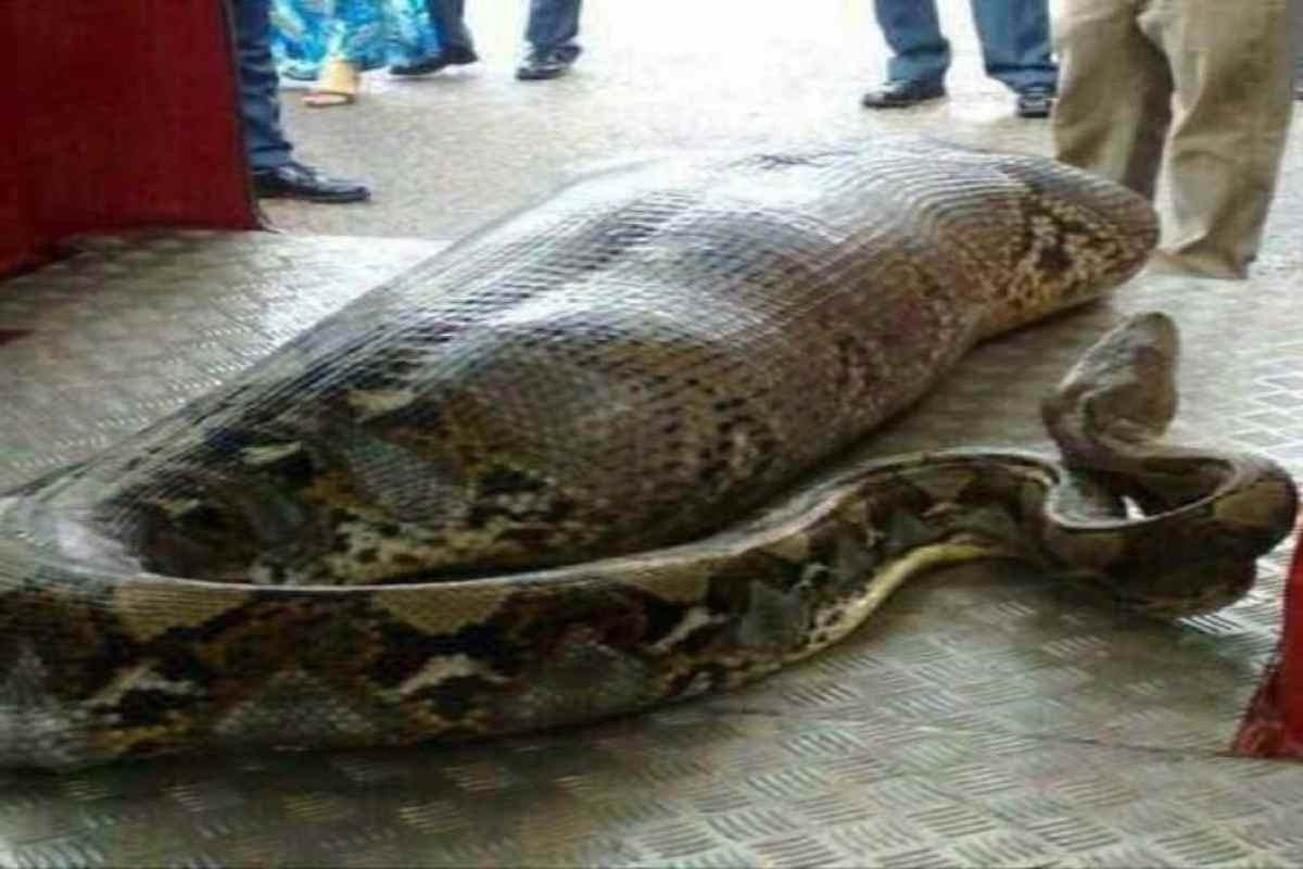 Uomo divorato da un'anaconda racconta di essere sopravvissuto