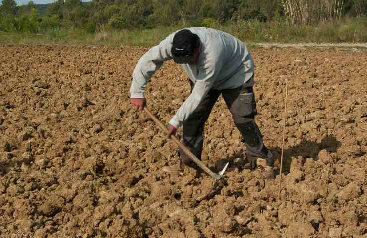 disoccupazione agricola scadenza requisiti 