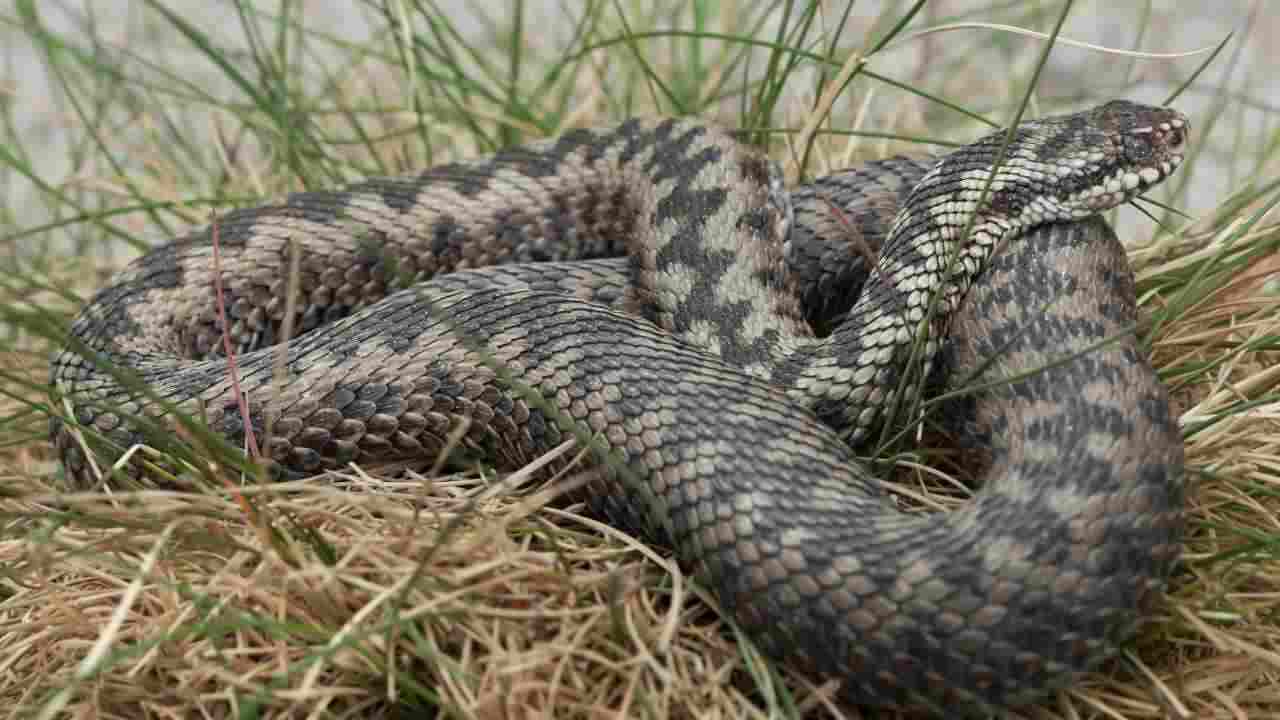 Come individuare presenza serpente giardino