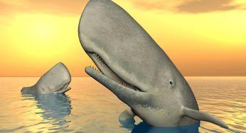 Vomito di balena, vale una fortuna! Ma perchè?