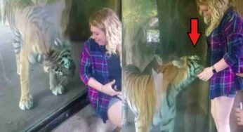 Vuole solo fare una foto con la tigre: ma è incinta e la reazione dell’animale è inaspettata