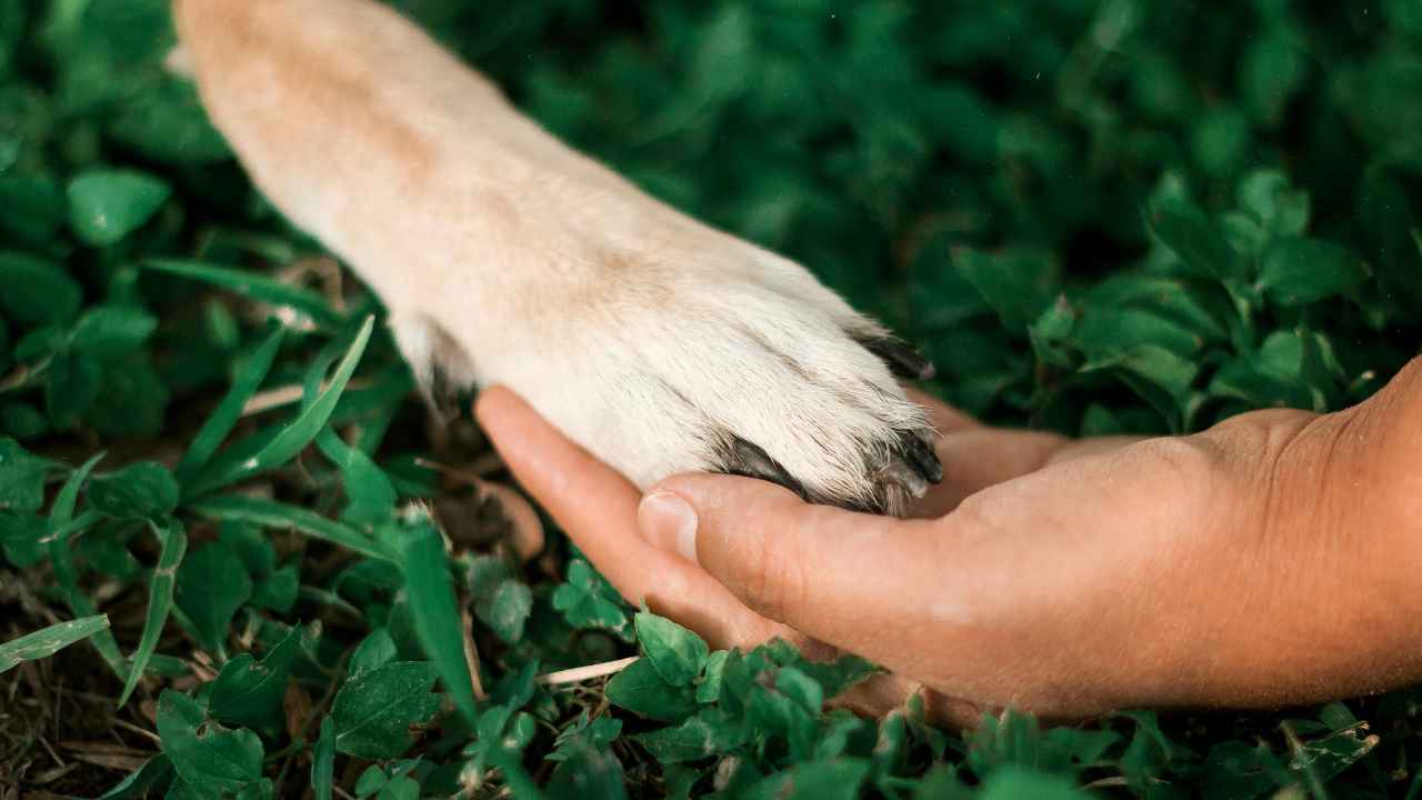 cane salvato abbandono rifugio