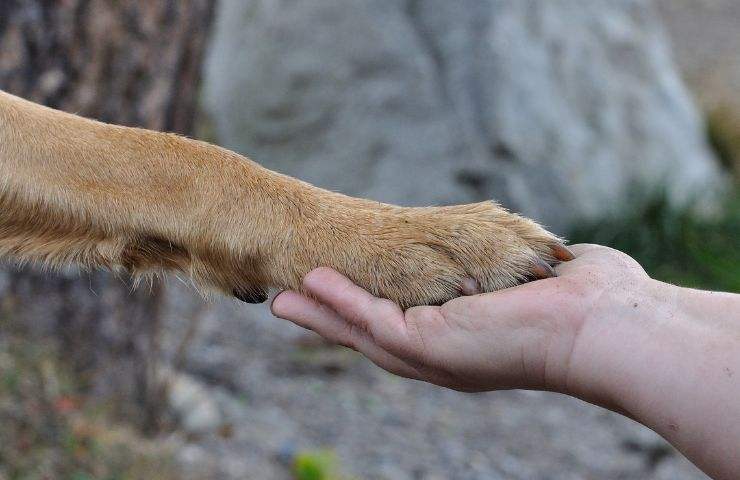 morto padrone cane aspetta