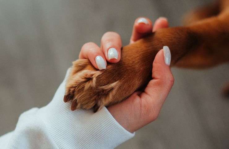 toelettatura muore cane asl veterinario carabinieri