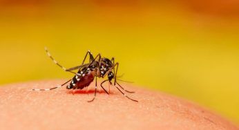 Zanzare, tanti i falsi miti: per proteggerti conosci le fake news