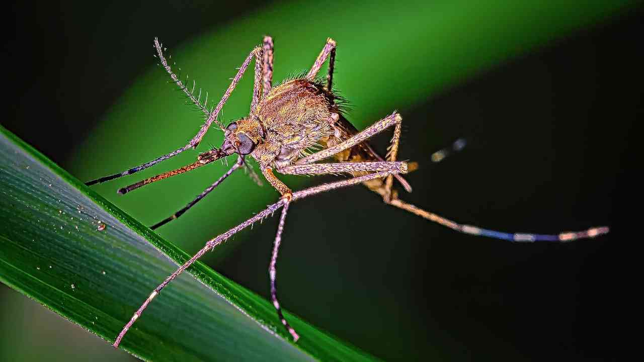 Oli essenziali rimedi naturali antizanzara