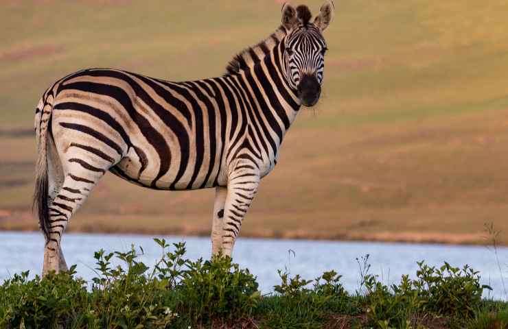 Caccia coccodrilli zebra acqua