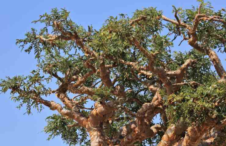 Boswellia spazi verdi repellente