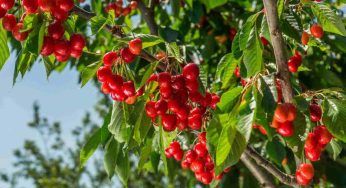 Foglie di ciliegio, non sprecarle: la ricetta per uno sbalorditivo liquore