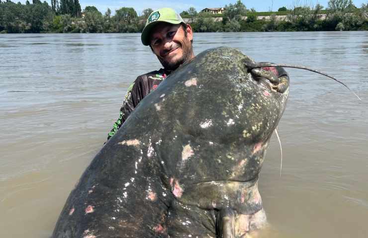 pesce gatto po