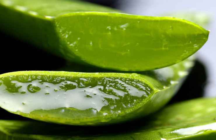 far crescere aloe vera