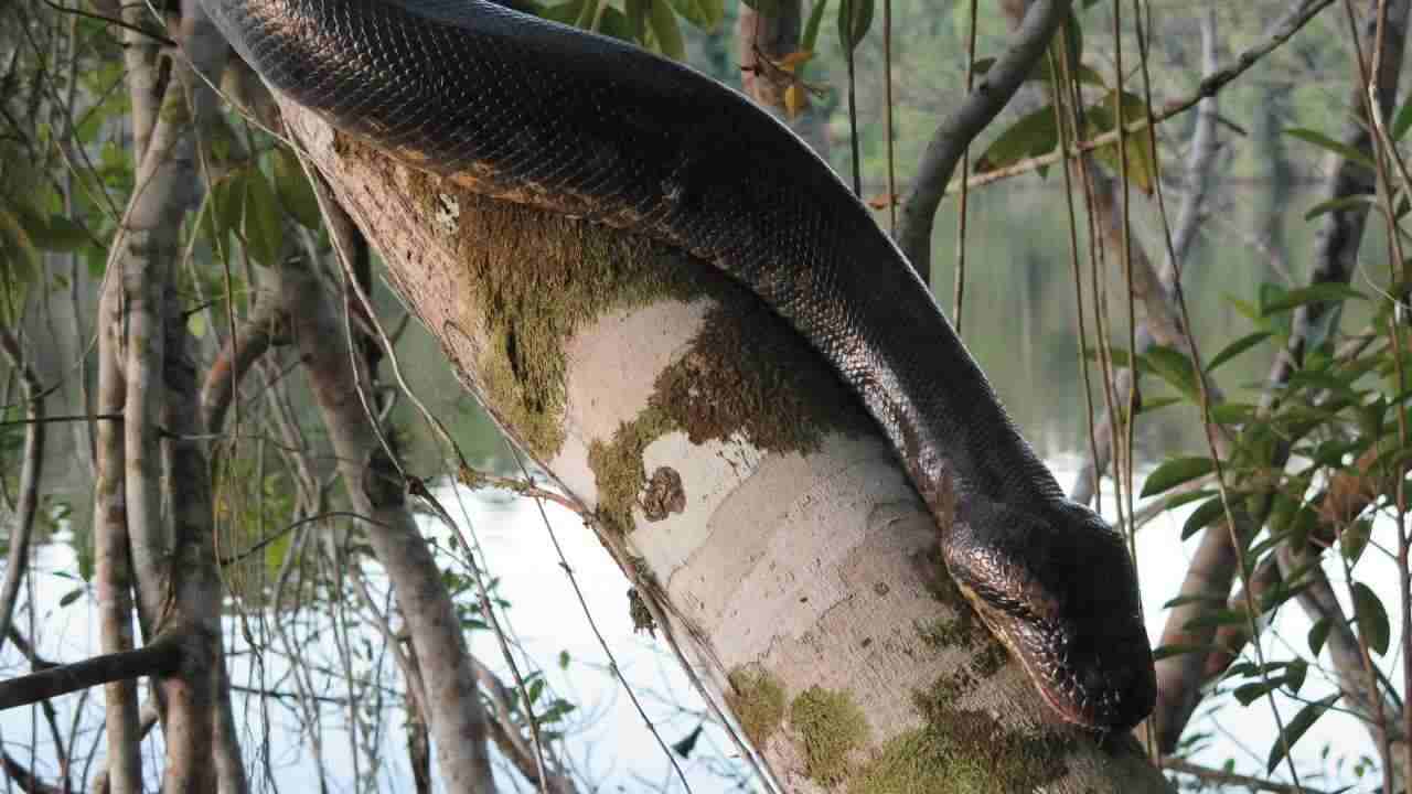 serpente mangia uomo come fa