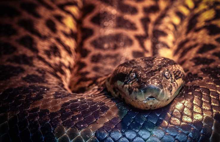 anaconda può mangiare un uomo