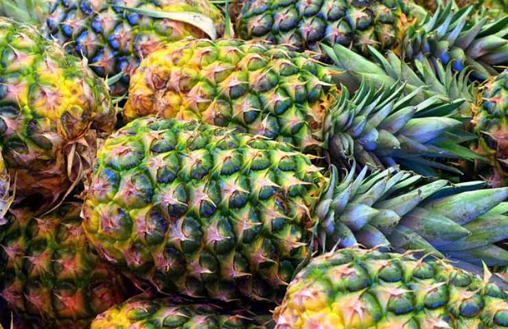 caratteristiche pianta ananas