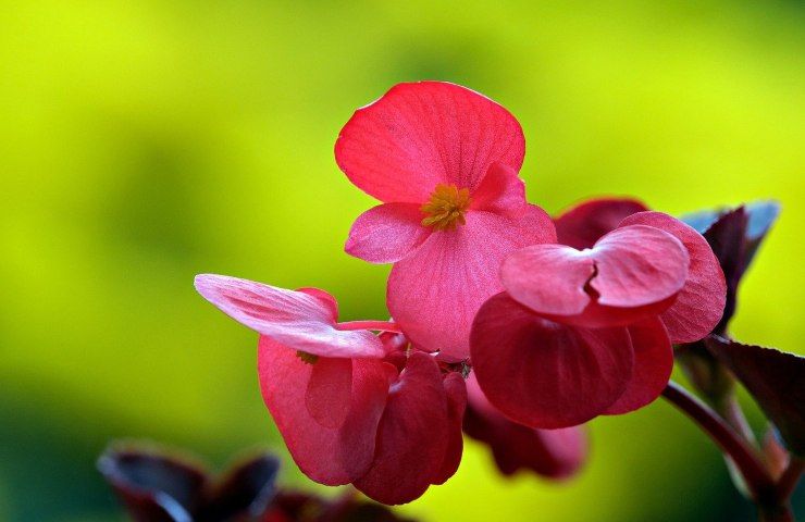 giardinaggio calorie begonia 