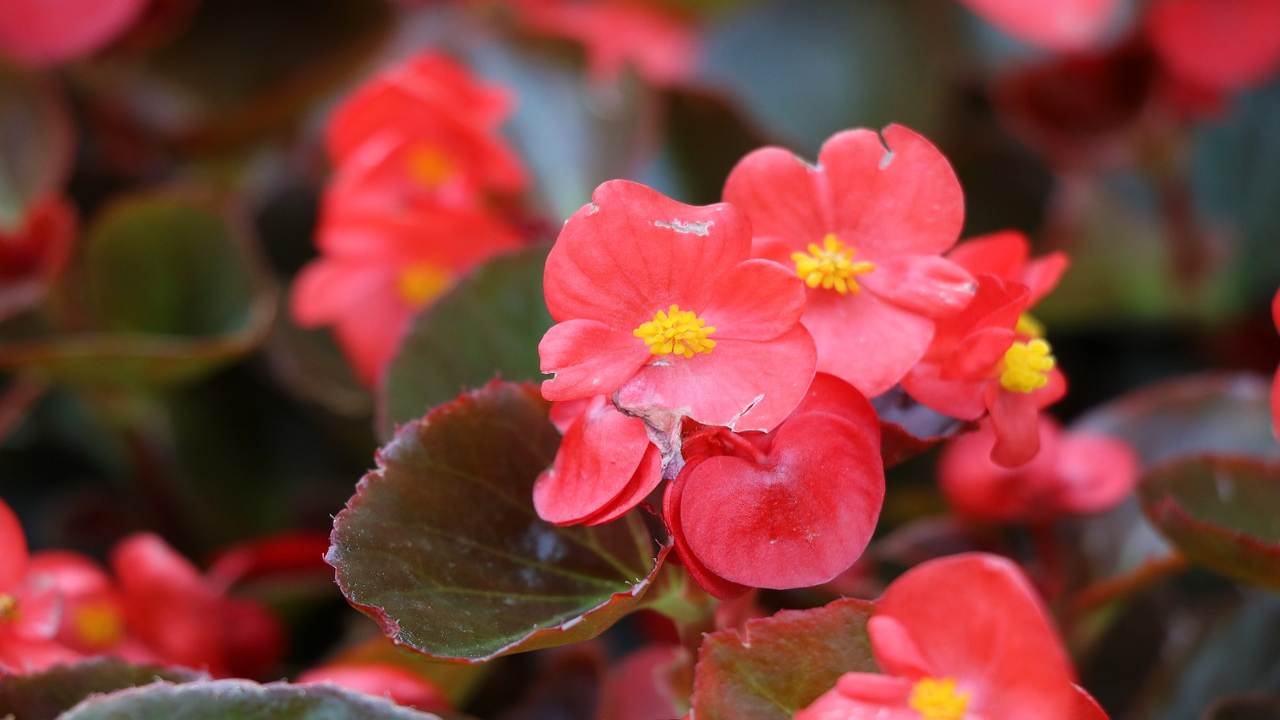 begonia rossa fiori 