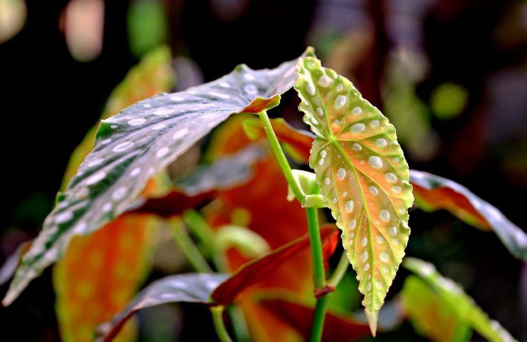 begonia maculata pianta 