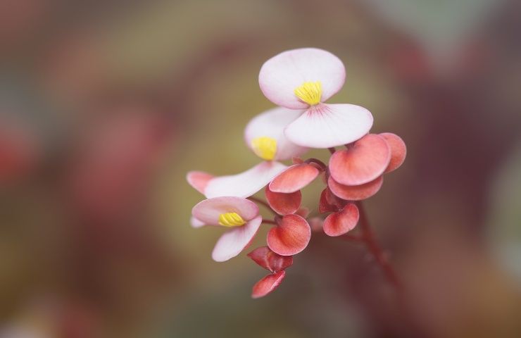 begonia rosa dettaglio