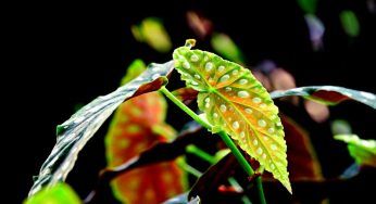 Begonia maculata, se le foglie sono gialle questi i possibili errori commessi