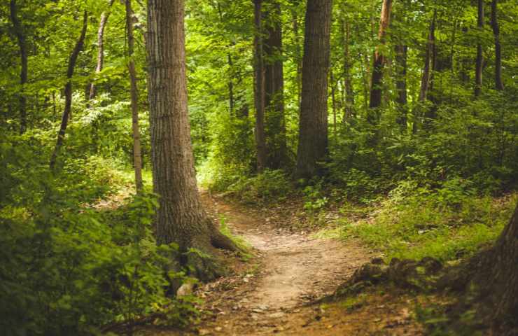 quali versi fanno gli animali del bosco