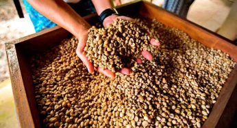 Caffè decaffeinato non più industriale ma naturale: come