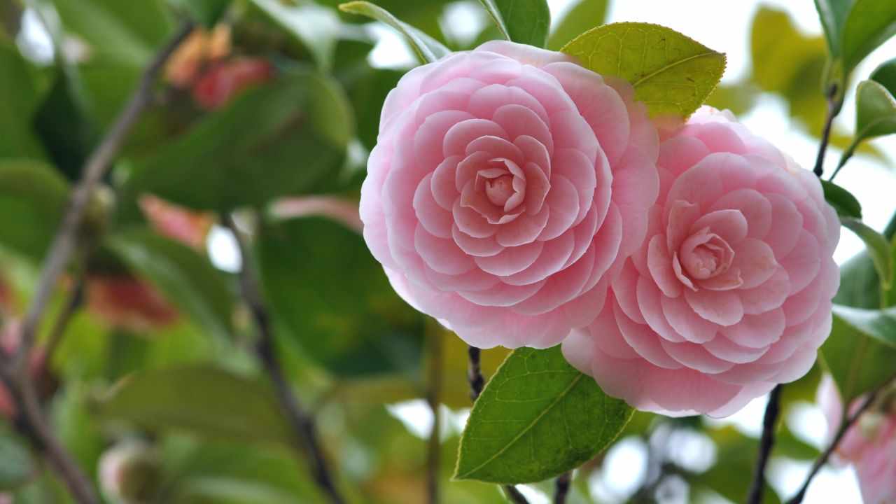 Camelia Giapponese poca luminosità 