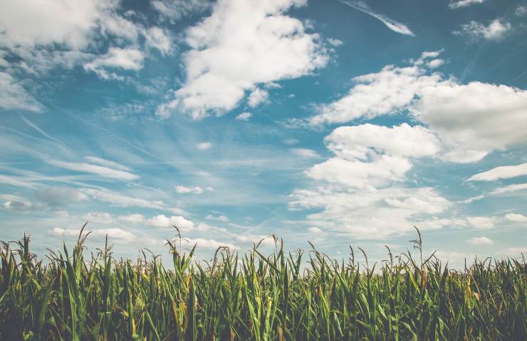 Orti urbani campo 