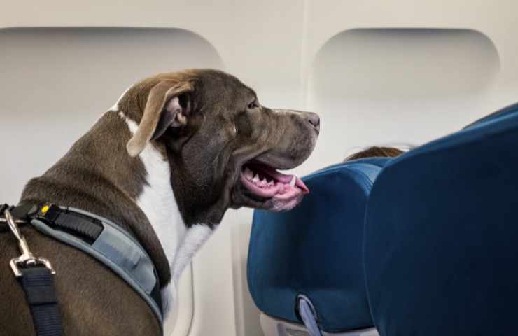 cani in aereo possono salire ma come fare?