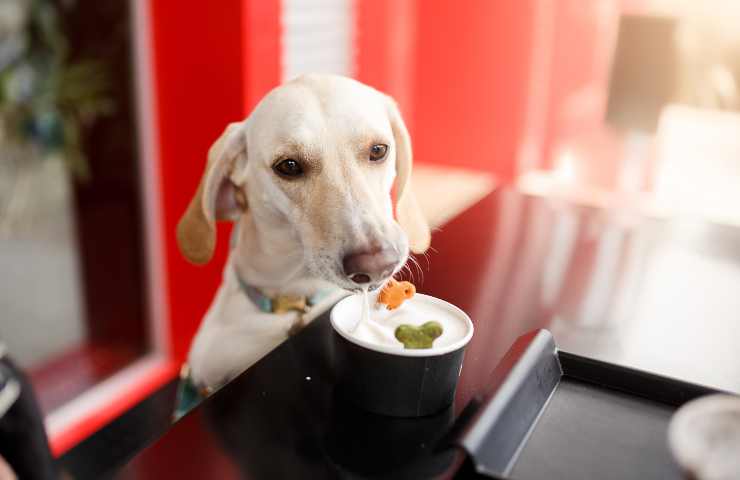 cani al ristorante possono stare