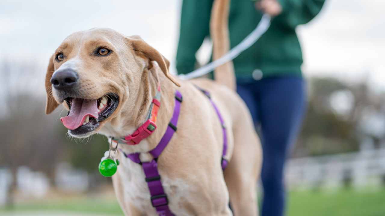 quali documenti servono per viaggiare col cane