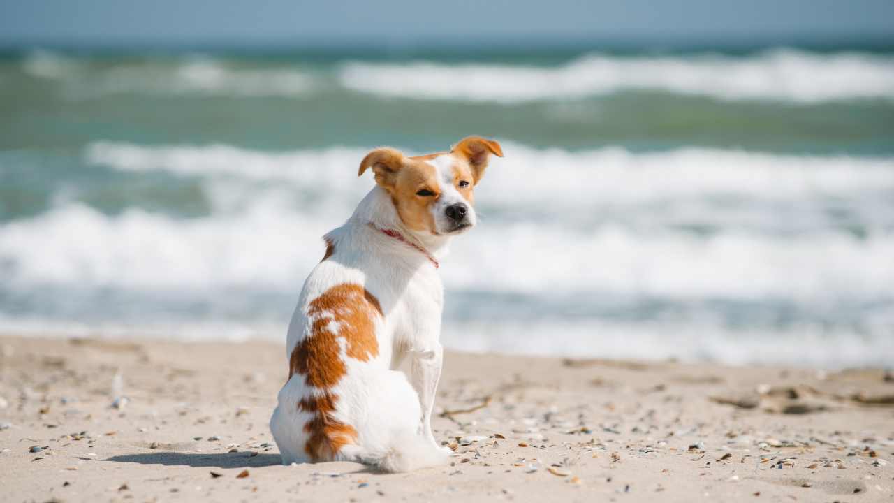 quali sono le regole nazionali per gli animali in spiaggia