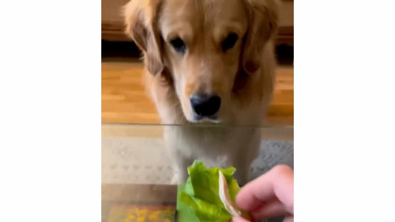 cane che non mangia le verdure video