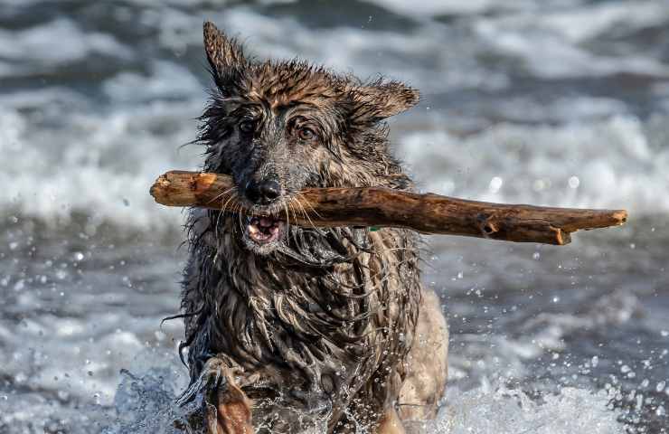 regole degli stabilimenti balneari sui cani