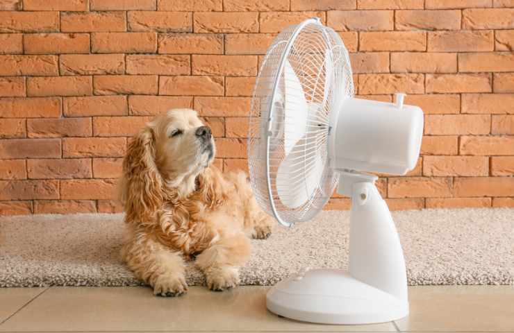 funziona il ventilatore per tenere fresco il cane