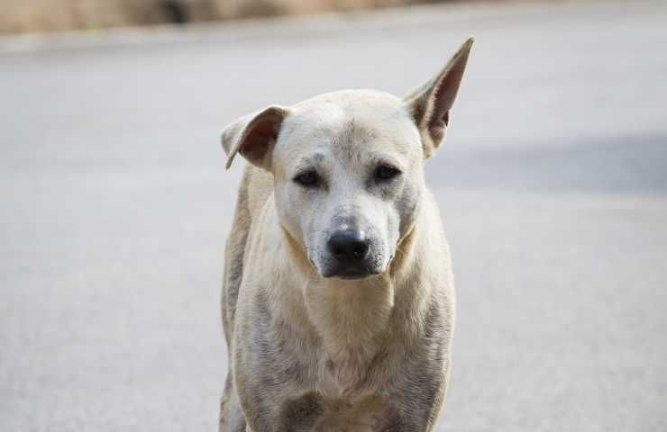 cani randagi uccisi petizione contro il poliziotto