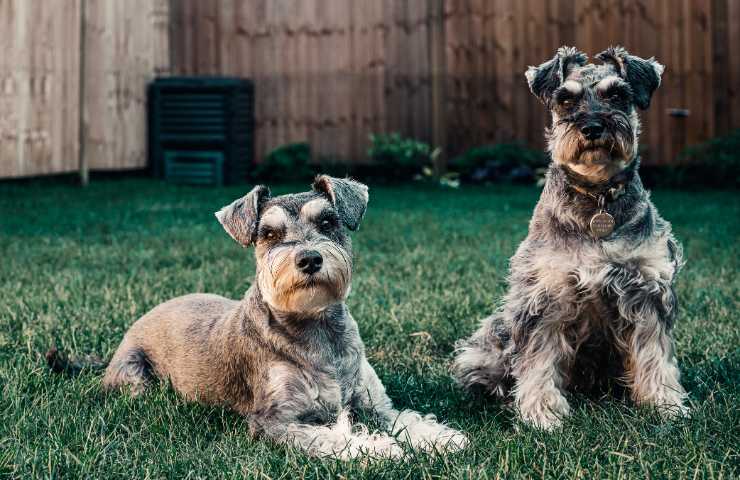 accudisce i cani dei vicini e poi li ringrazia