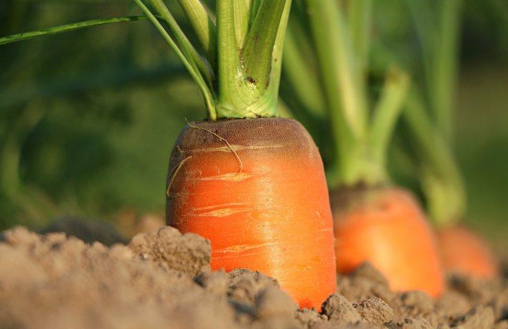 carote e verdure giugno