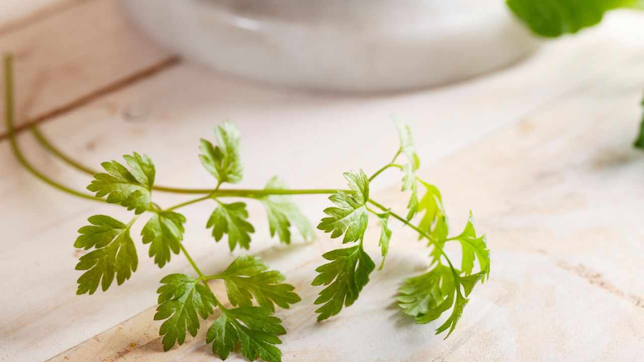 cerfoglio giardinaggio pianta aromatica cura