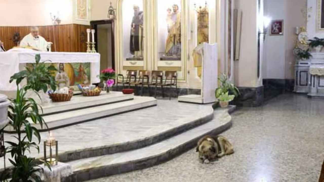 cane che andava in chiesa