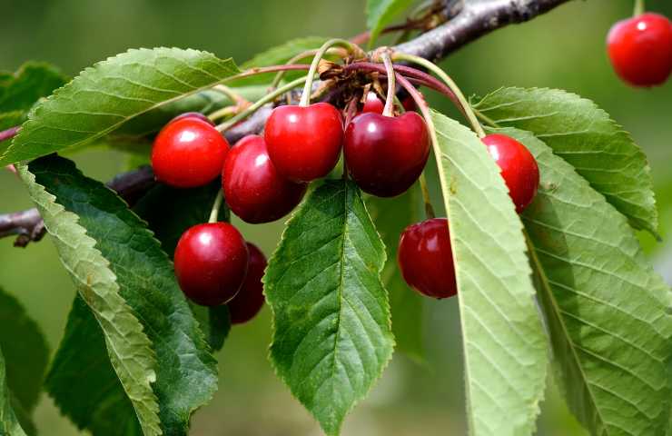 ricette con le ciliege liquori