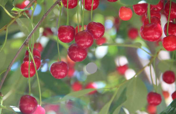 come allontanare gli insetti dagli alberi