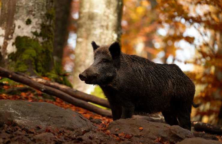 perchè il cinghiale attacca l'uomo