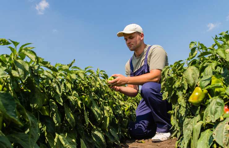 peperoni sono difficili da coltivare