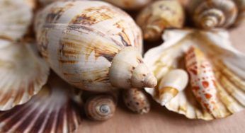 Raccogliere conchiglie è un reato? Dovresti proprio conoscere la risposta (si)