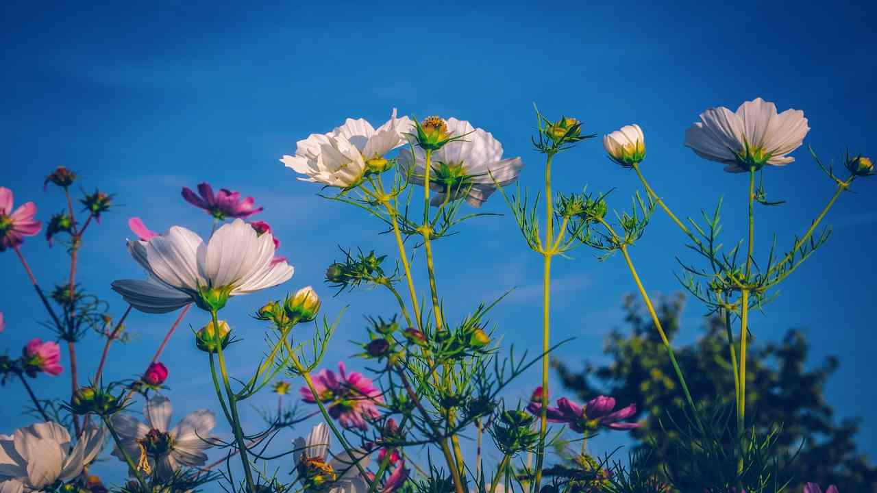 cosmea fiori cielo 