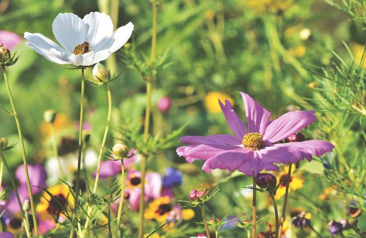 Cosmea fiori bianchi lilla