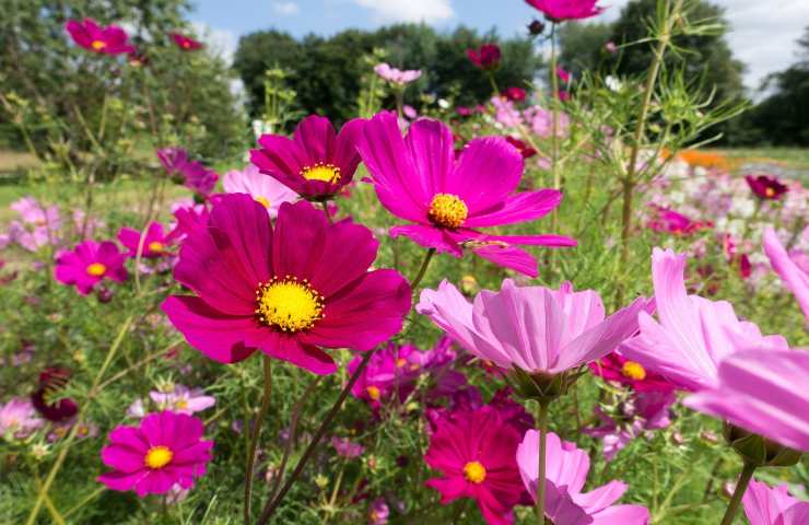 cosmea fiori colore